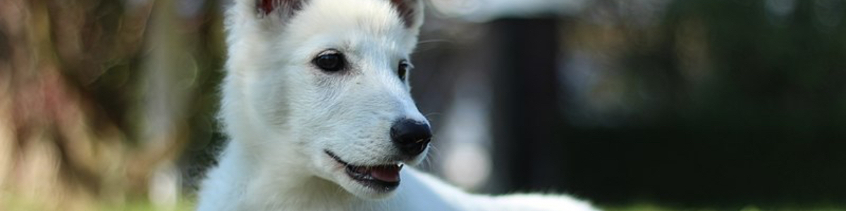 title_background_echo_dogs