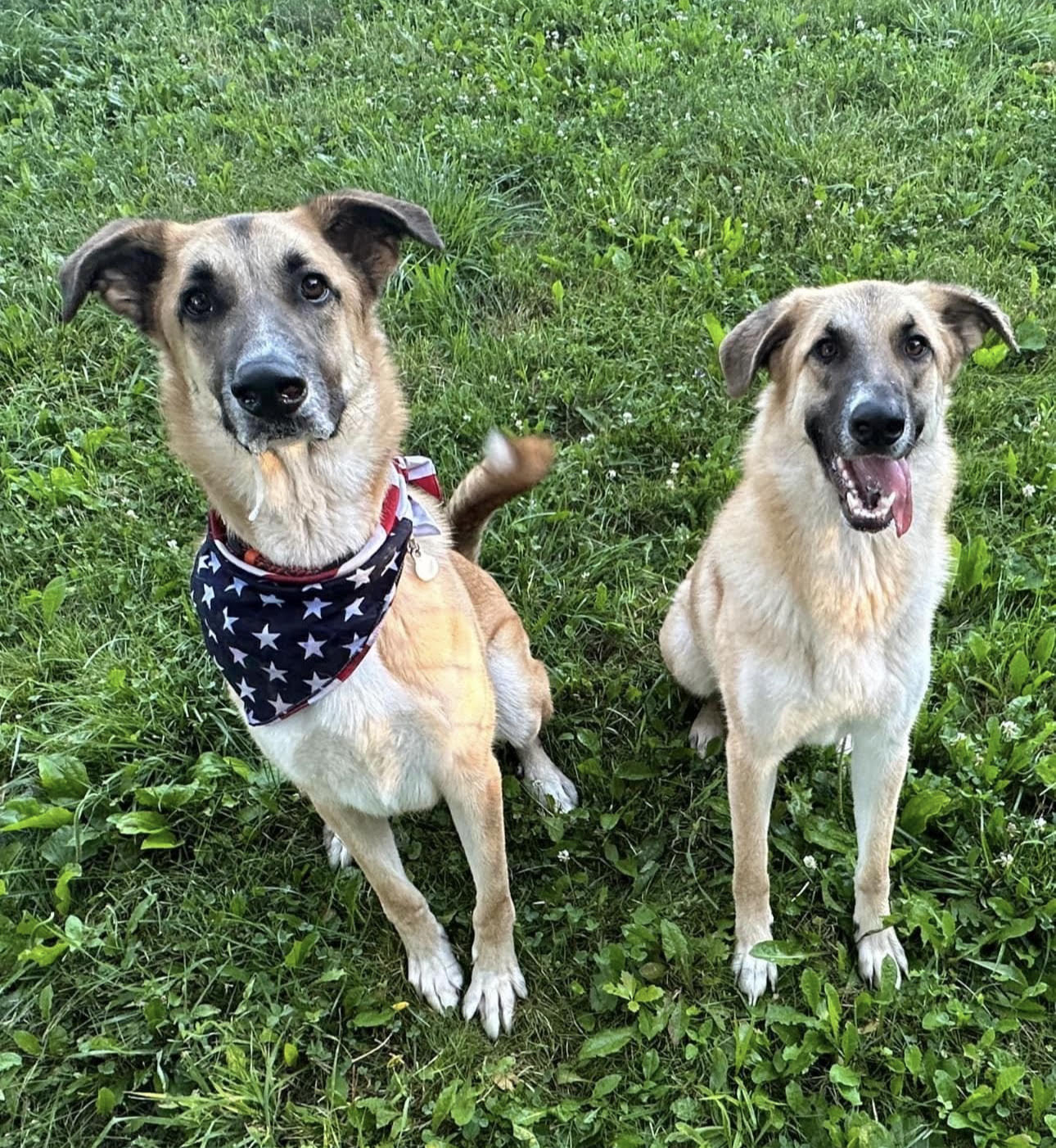 grateful-rescue-1